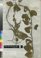 Isotype of Cissampelos mucronata A.Rich. [family MENISPERMACEAE]