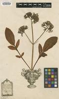 Original material of Valeriana phu L. [family VALERIANACEAE]