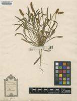 Original material of Plantago albicans L. [family PLANTAGINACEAE]