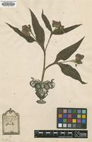 Original material of Symphytum officinale L. [family BORAGINACEAE]