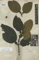 Holotype of Tococa guianensis Aubl. [family MELASTOMATACEAE]