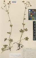 Type of Potentilla x aurantiaca Sojak [family ROSACEAE]