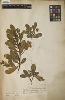 Type of Dodonaea viscosa Jacq. [family SAPINDACEAE]