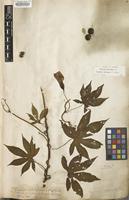 Filed as Merremia tuberosa (L.) Rendle [family CONVOLVULACEAE]