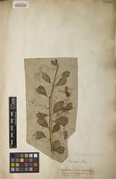 Filed as Pereskia aculeata Mill. [family CACTACEAE]
