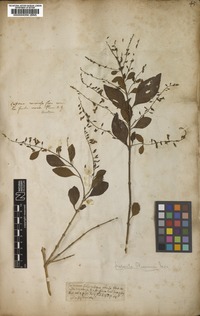 Filed as Duranta erecta L. [family VERBENACEAE]