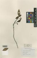 Type of Photinia arguta Lindl. [family ROSACEAE]