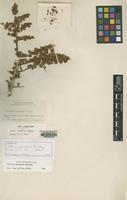 Isotype of Schinus johnstonii Barkley [family ANACARDIACEAE]