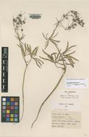 Isotype of Geranium stepporum P.H.Davis [family GERANIACEAE]