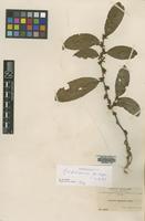 Isotype of Lacistema bolivianum Gand. [family FLACOURTIACEAE]