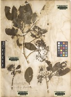 Lectotype of Pavetta indica L. [family RUBIACEAE]