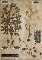 Filed as Menyanthes indica L. [family MENYANTHACEAE]
