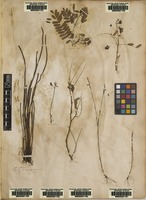 Original material of Acrostichum digitatum L. [family SCHIZAEACEAE]