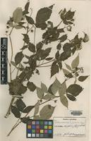 Type of Rubus yabei H.Lev.& Vaniot [family ROSACEAE]