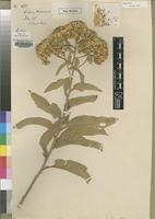 Type of Vernonia randii S.Moore [family ASTERACEAE]