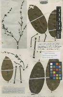 Syntype of Gnetum paniculatum Spruce ex Benth. [family GNETACEAE]