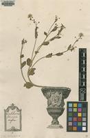 Original material of Cochlearia officinalis L. [family BRASSICACEAE]