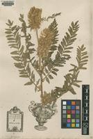 Original material of Astragalus alopecuroides L. [family FABACEAE: FABOIDEAE]
