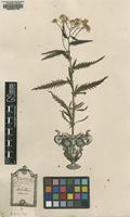 Original material of Achillea alpina L. [family ASTERACEAE]