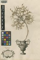 Lectotype of Centaurea spinosa L. [family ASTERACEAE]