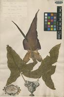 Original material of Arum maculatum L. [family ARACEAE]