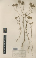 Type? of Iberis maialis Jord. [family BRASSICACEAE]