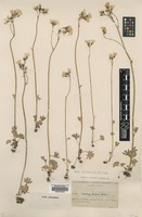 Syntype of Saxifraga rouyana Magnier [family SAXIFRAGACEAE]
