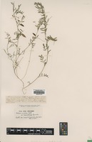 Syntype of Vicia cinerea Gruner var. maritima [family FABACEAE]