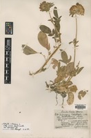 Type? of Vulneraria heterophylla Lojac. var. busambarensis [family FABACEAE]