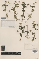 Filed as Viola tricolor L. [family VIOLACEAE]