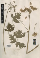 Type? of Heracleum aestivum Jord. [family APIACEAE]