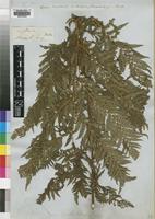 Isotype of Cyathea burkei Hook. [family CYATHEACEAE]