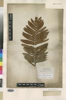 Isotype of Pteris tabularis Thunb. [family PTERIDACEAE]