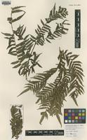 Isotype of Marattia salicifolia Kunze var. natalensis [family MARATTIACEAE]