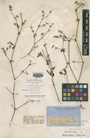 Holotype of Nyssanthes diffusa R.Br. [family AMARANTHACEAE]