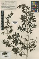 Isotype of Coprosma habbemensis Merr. & L.M.Perry [family RUBIACEAE]