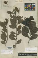 Type of Macoucora guianensis Aubl. [family AQUIFOLIACEAE]