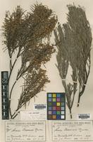 Isotype of Acacia boormanii Maiden [family LEGUMINOSAE]