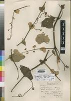 Holotype of Ampelocissus africana Verdc. var. migeodii [family VITACEAE]