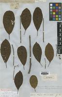 Holotype of Vitex doniana Sweet [family LAMIACEAE]