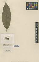 Type of Discophora guianensis Miers [family ICACINACEAE]