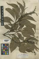 Isotype of Roupala montana Aubl. [family PROTEACEAE]