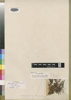 Type of Elephantorrhiza rubescens Gibbs [family LEGUMINOSAE]