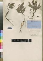 Type of Eriosema filipendulum Welw. ex Baker [family LEGUMINOSAE]