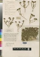 Type of Smithia burttii Baker,f. [family LEGUMINOSAE]