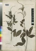 Type of Pseudarthria fagifolia Baker [family LEGUMINOSAE]