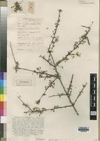 Type of Indigofera goniocarpa Baker f. [family LEGUMINOSAE]