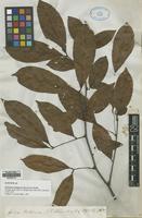 Syntype of Matayba inelegans Spruce ex Radlk. [family SAPINDACEAE]