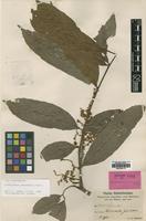 Isotype of Cupaniopsis stenopetala Radlk. [family SAPINDACEAE]