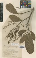 Syntype of Melanochyla nitida King [family ANACARDIACEAE]